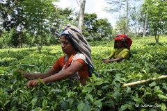 Sri Lanka_Tea plantation_(c) ILO-Alan Dow